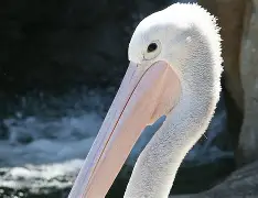 洛杉矶快船vs新奥尔良鹈鹕